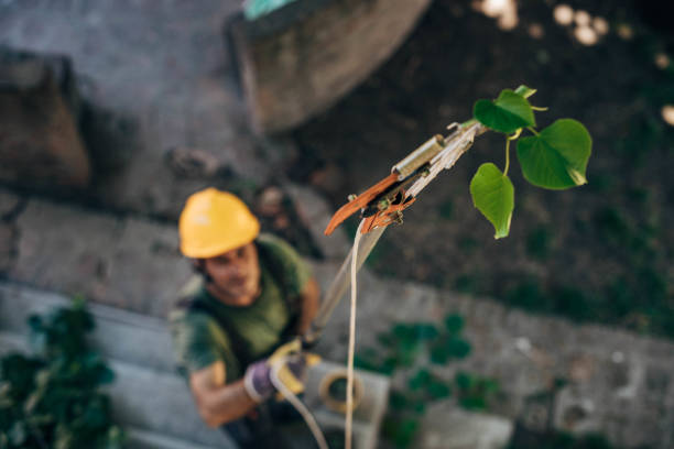 Best Arborist Consultation Services  in New Baltimore, OH