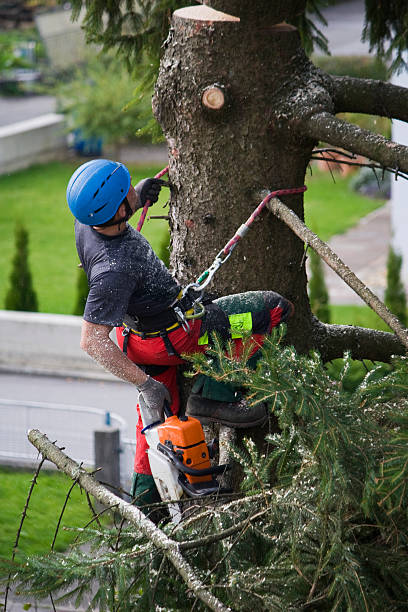 Best Storm Damage Tree Cleanup  in New Baltimore, OH